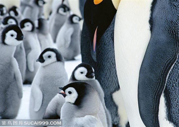 海洋鸟类-站在大企鹅身边的小企鹅