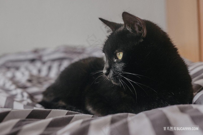 高清黑猫摄影猫咪图片