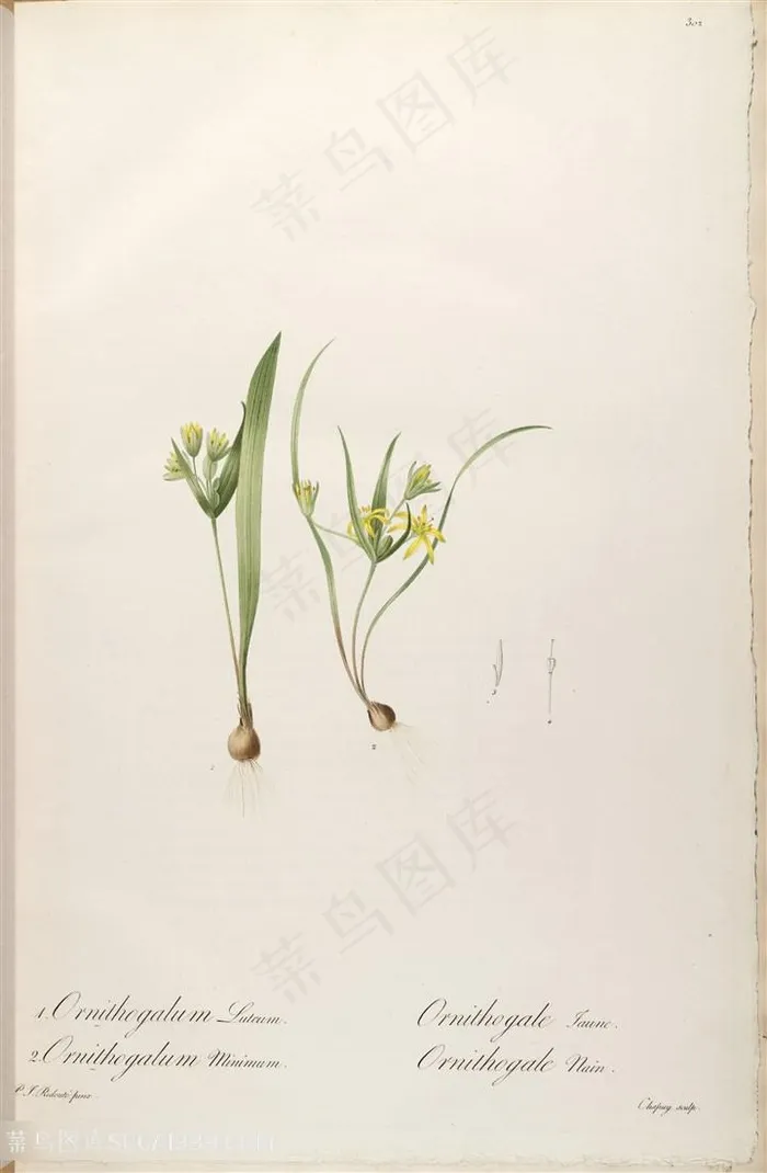 雷杜德原版高清花草唯美花卉图谱设计
