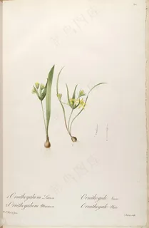 雷杜德原版高清花草唯美花卉图谱设计 雷杜德原版高清花草唯美花卉图谱设计