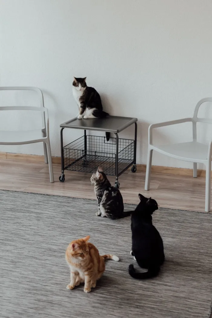 可爱猫咪猫猫摄影素材