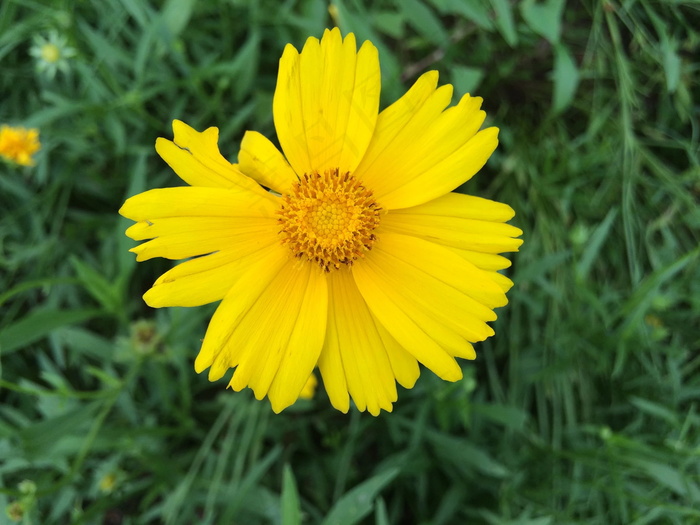 高清太阳花图片