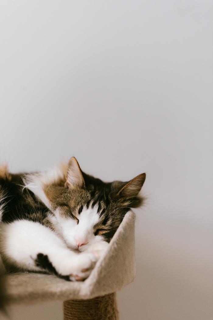 可爱猫咪猫猫摄影素材