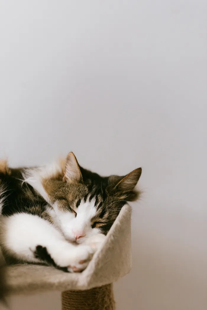 可爱猫咪猫猫摄影素材