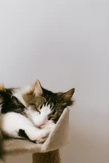 可爱猫咪猫猫摄影素材 可爱猫咪猫猫摄影素材