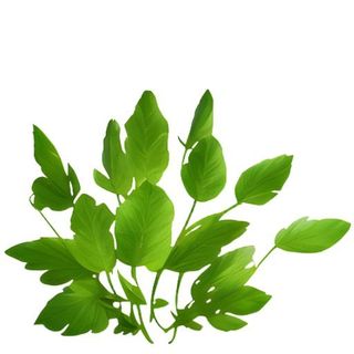 春天绿叶草丛免抠