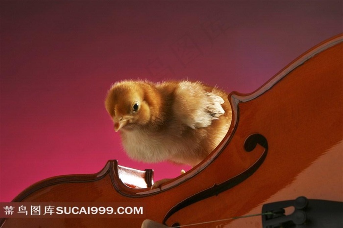 乐器可爱小鸡素材图片下载