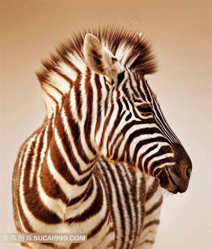 帅气的斑马特写图片