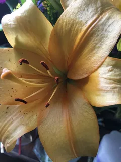 橙色百合花朵微距摄影 橙色百合花朵微距摄影