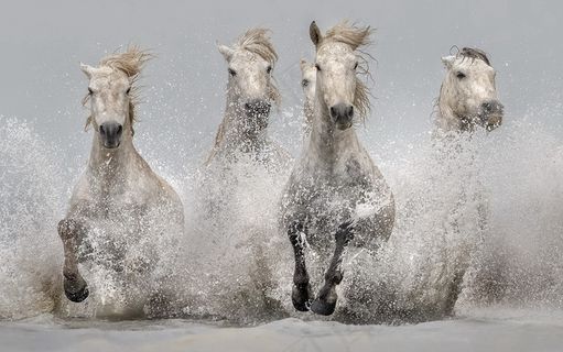 飞奔骏马图片壁纸