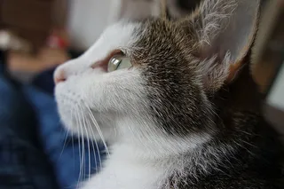 可爱猫咪 动物 素材 奶萌 (137)