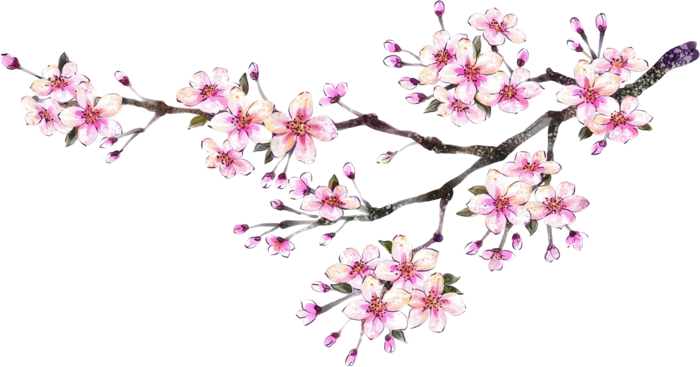 粉色简约风手绘鲜花花朵水墨画PNG素材图片 (98)