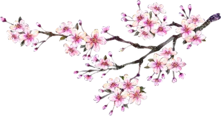 粉色简约风手绘鲜花花朵水墨画PNG素材图片 (98)