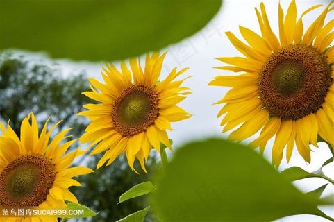 高清向日葵鲜花图片