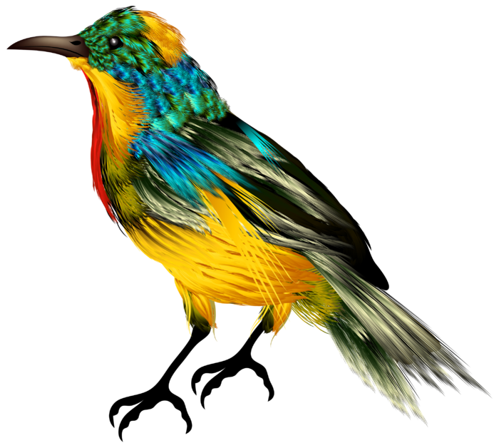 小鸟黄鹂鸟免抠斑鸠