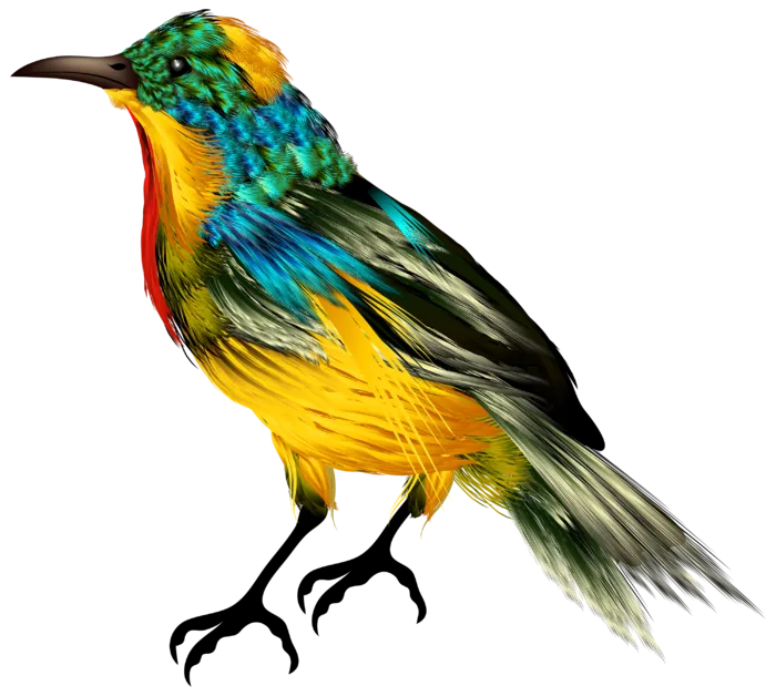 小鸟黄鹂鸟免抠斑鸠