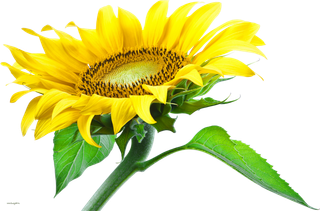 现代农业向日葵