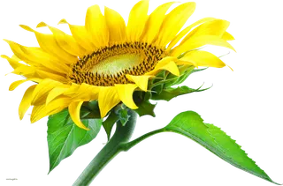 现代农业向日葵