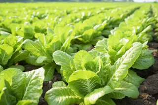 菜园里种植的青菜摄影图