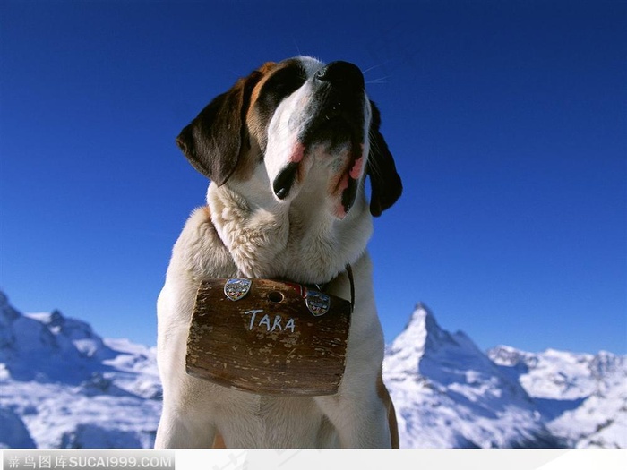 戴着酒桶的救护犬