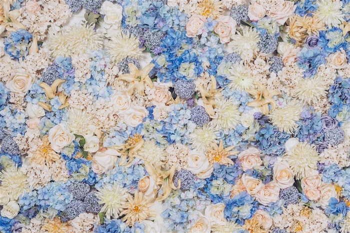 春季春天紫色蓝色花墙鲜花卉高清背景