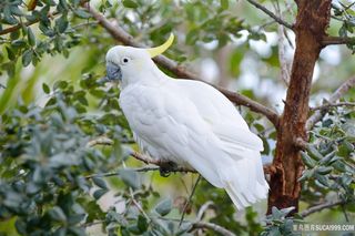 白色鹦鹉摄影图片
