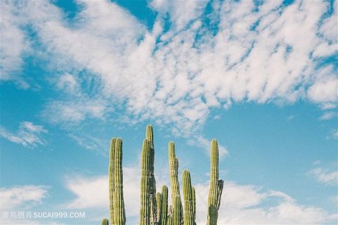 蓝天白云下仙人柱图片