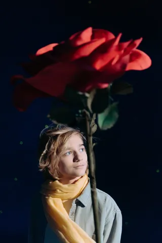 玫瑰花摄影图情人节玫瑰花配图图片