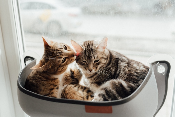 可爱猫咪猫猫摄影素材