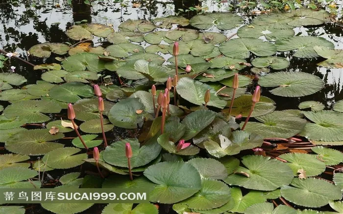 荷花池塘摄影素材