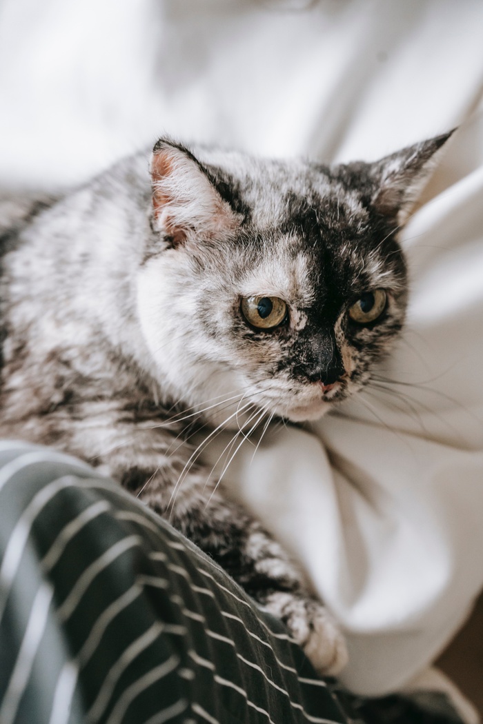 可爱猫咪猫猫摄影素材