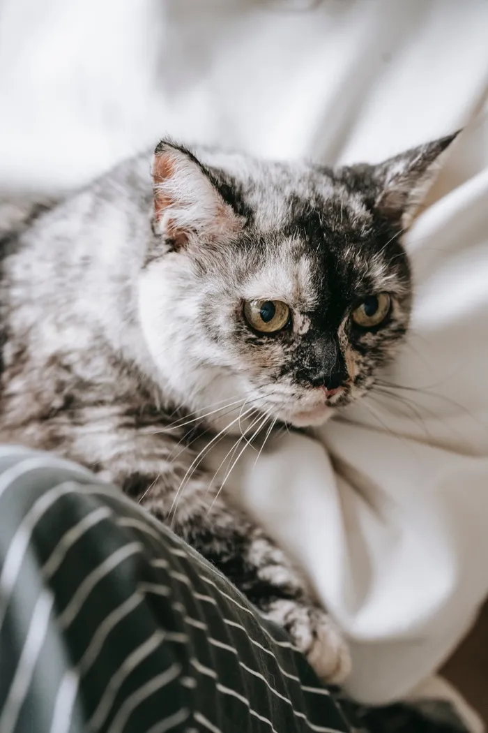 可爱猫咪猫猫摄影素材
