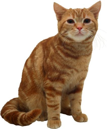 猫 PNG免抠(1940x2340)
