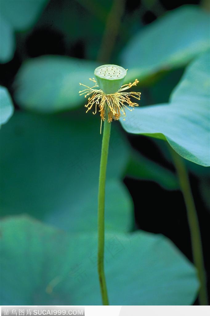 掉落了花瓣的荷花莲蓬