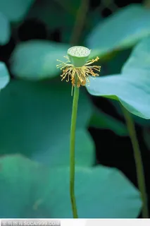 掉落了花瓣的荷花莲蓬
