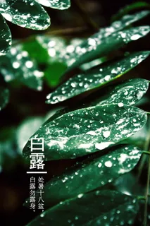 二十四节气白露图片 二十四节气白露图片