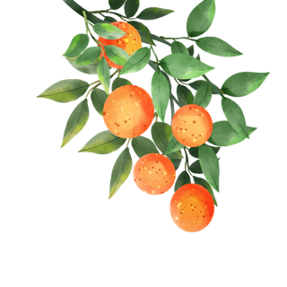 橘子水彩风格水果