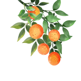 橘子水彩风格水果