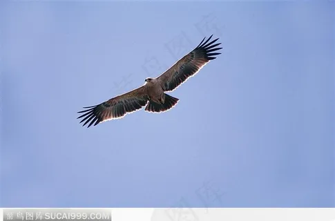 飞翔的苍鹰