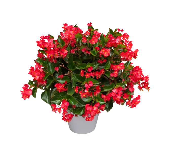 自然 花 开花 海棠 孤立 盛开 夏天 花园