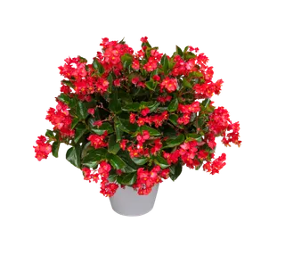 自然 花 开花 海棠 孤立 盛开 夏天 花园