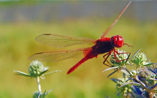 漂亮红蜻蜓休息图片 漂亮红蜻蜓休息图片