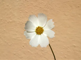 洁白的格桑花图片