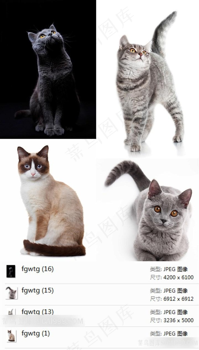 可爱的肥猫摄影素材