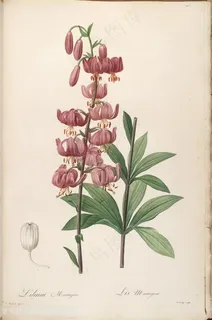 高清唯美水彩花卉装饰画插画 高清唯美水彩花卉装饰画插画
