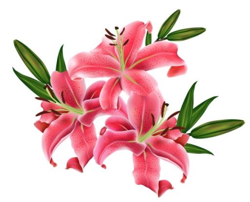 百合花免抠(600x484)