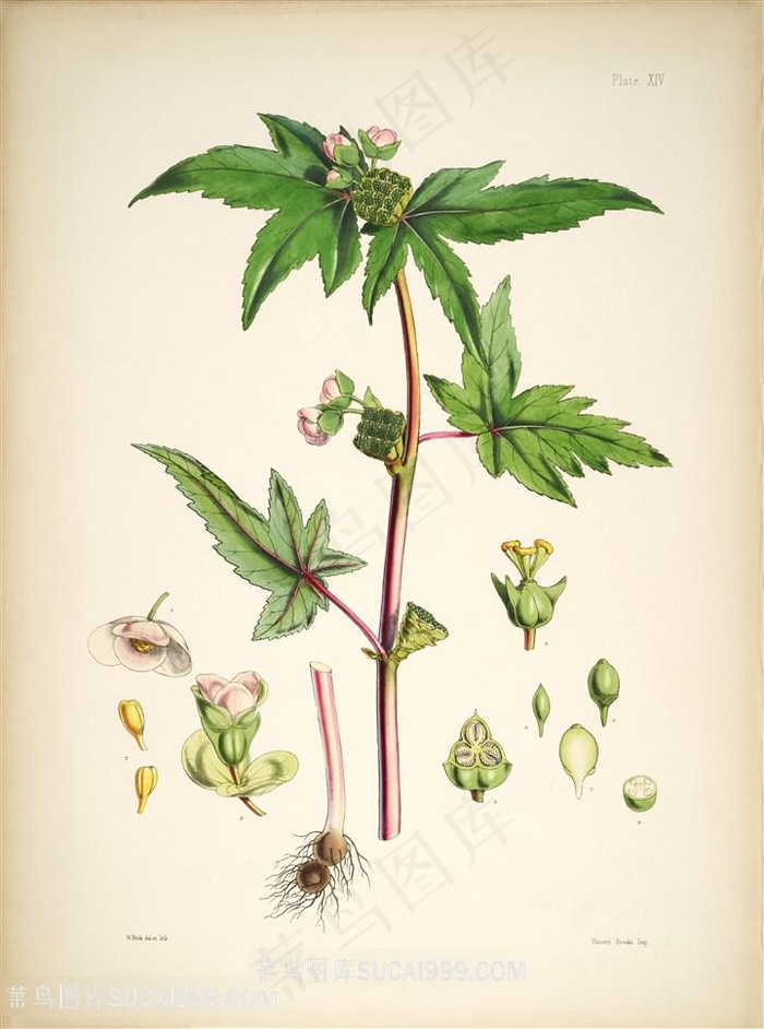 唯美树枝绿叶插画