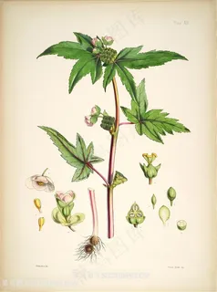 唯美树枝绿叶插画