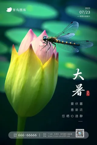 大暑简约小清新荷花蜻蜓节气海报