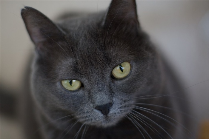宠物猫机灵图片素材